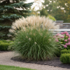 Miskant Chiński Graziella p9 Miscanthus sinensis 'Graziella ' P9 1