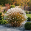 Miskant Chiński Malepartus Miscanthus chinensis 'Malepartus' 4