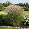 Miskant Chiński Malepartus P9 Miscanthus chinensis 'Malepartus' P9 4