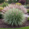 Miskant chiński Morning Light Miscanthus chinensis 'Morning Light' 3
