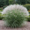 Miskant chiński Morning Light Miscanthus chinensis 'Morning Light' 4