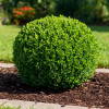 Bukszpan wieczniezielony Buxus sempervirens C2 1