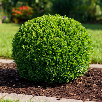 Bukszpan wieczniezielony Buxus sempervirens C2 1