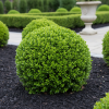 Bukszpan wieczniezielony Buxus sempervirens C2 3