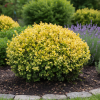 Bukszpan wieczniezielony Aureovariegata żółty Buxus sempervirens 'Aureovariegata' 2