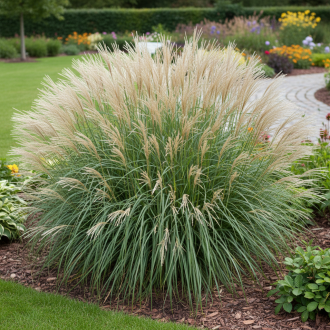 Miskant chiński Adagio Miscanthus sinensis 'Adiago' 1