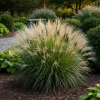 Miskant chiński Adagio Miscanthus sinensis 'Adiago' 3