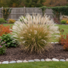 Miskant chiński Adagio Miscanthus sinensis 'Adiago' 4
