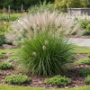 Miskant Chiński Cute One Miscanthus sinensis 'Cute One 1