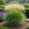 Miskant Chiński Cute One Miscanthus sinensis 'Cute One 3
