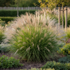 Miskant Chiński Cute One Miscanthus sinensis 'Cute One 4