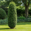 Cis pospolity 'Erecta' Taxus baccata 'Erecta' 2