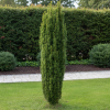 Cis pospolity 'Erecta' Taxus baccata 'Erecta' 4