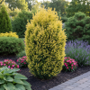 Cis pospolity "Aurea" 40cm Taxus baccatta 'Aurea' 3
