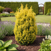 Cis pospolity "Aurea" 40cm Taxus baccatta 'Aurea' 4