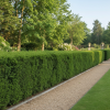 Cis pośredni 'Hillii' Taxus media Hillii 2