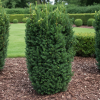 Cis pośredni 'Hillii' Taxus media Hillii 4