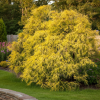 Cyprysik groszkowy Filifera Aurea Chamaecyparis pisifera 'Filifera Aurea' 1