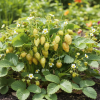 Poziomka Yellow Wonder Fragum Yellow wonder 3