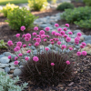 Zawciąg nadmorski Rubifolia Armeria maritima 'Rubifolia' 3