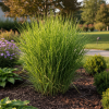 Miskant chiński Strictus Miscanthus sinensis 'Strictus' 4