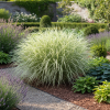 Miskant chiński VARIEGATUS Miscanthus sinensis 'VARIEGATUS 1