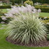 Miskant chiński VARIEGATUS Miscanthus sinensis 'VARIEGATUS 3