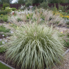 Miskant chiński VARIEGATUS Miscanthus sinensis 'VARIEGATUS 4