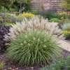 Miskant Chiński Yaka Dance Miscanthus sinensis ' Yaka Dance' 3