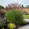 Miskant Chiński Yaka Dance Miscanthus sinensis ' Yaka Dance' 4