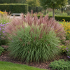 Miskant Ferner Osten Miscanthus sinensis 'Ferner Osten' 3