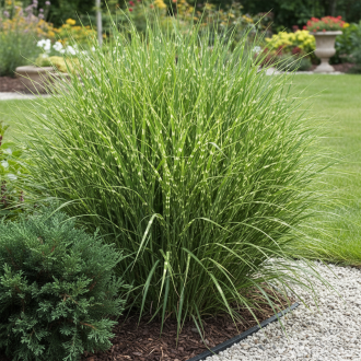 Miskant Giraffe Miscanthus sinensis 'Giraffe ' 1