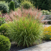 Miskant Giraffe Miscanthus sinensis 'Giraffe ' 3