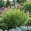 Miskant Giraffe Miscanthus sinensis 'Giraffe ' 4