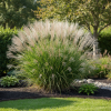 Miskant Navajo Miscanthus sinensis 'Navajo ' 1