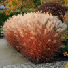 Miskant Navajo Miscanthus sinensis 'Navajo ' 3