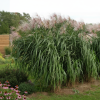 Miskant olbrzymi Miscanthus × giganteus 4