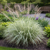 Mozga trzcinowa Feesey Phalaris arundinacea 'Picta' 1