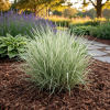 Mozga trzcinowa Feesey Phalaris arundinacea 'Picta' 4