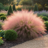 Muhlenbergia Muhlenbergia 1