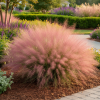 Muhlenbergia Muhlenbergia 2