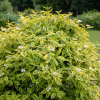 Dereń biały Gouchaultii Cornus alba 'Gouchaultii ' 1