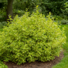 Dereń biały Gouchaultii Cornus alba 'Gouchaultii ' 4