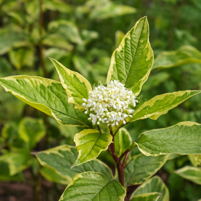 Dereń biały Gouchaultii Cornus alba 'Gouchaultii ' 3