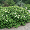 Dereń rozłogowy Cornus stolonifera Flavimera 3