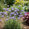 Driakiew kaukaska Blue Note Scabiosa ochroleuca 'Blue note' 1