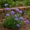 Driakiew kaukaska Blue Note Scabiosa ochroleuca 'Blue note' 3