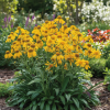 Dzielżan Hoopesa Helenium hoopesii 4