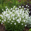 Dzwonek brzoskwiniolistny Takion F1 White Campanula persicifolia 'Takion F1 White' 1