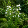 Dzwonek brzoskwiniolistny Takion F1 White Campanula persicifolia 'Takion F1 White' 3